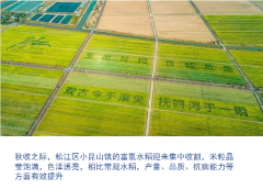 听说过富氢水稻么？这个农业“黑科技”已在松江小昆山镇开花结果