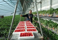 富氢水在大棚草莓土壤栽培和基质栽培中