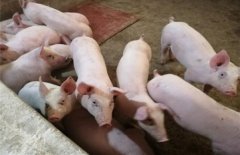富氢水和乳果糖对镰刀菌毒素污染日粮引起的仔猪生长抑制和氧化损伤的保护作