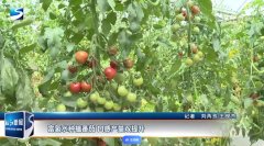 富氢水调控番茄幼苗耐低温性的初步研究