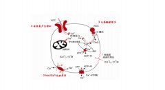 氢气通过提高PGC-1α的表达保护线粒体功能