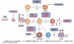 基于肠-肺轴探讨富氢水缓解哮喘气道炎症