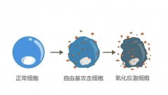 氢气的多器官组织氧化损伤保护作用及其