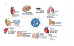 氢气改善脓毒症休克绵羊的微循环、血流动力学和生存率