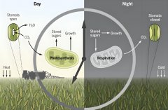 探索氢气在植物学领域的奇妙效应与研究