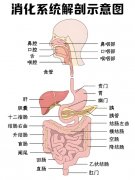 分子氢对消化系统作用