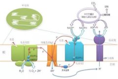 生命核心过程是氢氧反应！