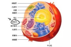 氢气作用机制不完善呼唤新假说