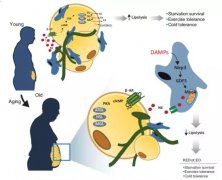 老人饿不瘦是一种细胞捣乱，氢气能否逆转？