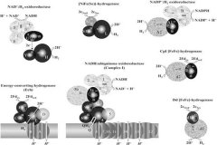 氢化酶和线粒体复合物I的进化关系