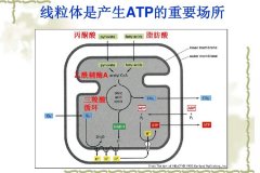 线粒体分解氢气