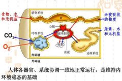 氢气是redox稳态调节剂