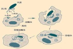 氢气对癌症的适用效果:抑制肿瘤细胞的无氧酵解